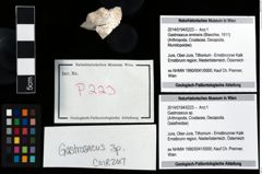 Foto (Objekt + Etikett) von Gastrosacus sp.  (NHMW-GEO-2014-0194-0223)